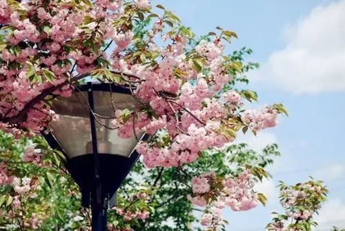 1596675019735893.png 王霞.png